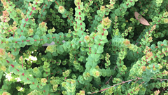 Wikstroemia uva-ursi