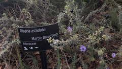 Olearia astroloba