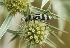 Chlorophorus varius