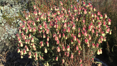 Pimelea physodes