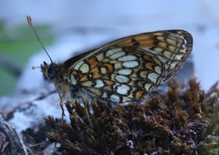 Melitaea britomartis