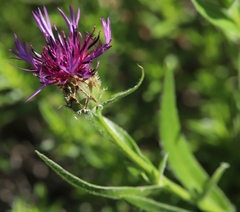 Centaurea triumfettii