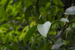 Gnetum luofuense