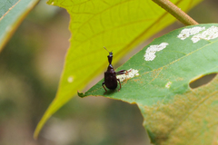 Paratrachelophorus nodicornis