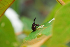 Paratrachelophorus nodicornis