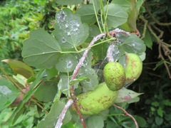 Akebia trifoliata
