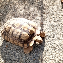 Centrochelys sulcata