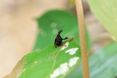 Paratrachelophorus nodicornis