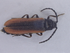 Omalisus fontisbellaquei