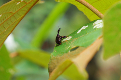 Paratrachelophorus nodicornis