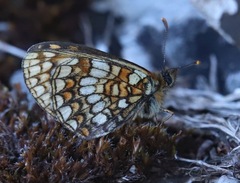 Melitaea britomartis