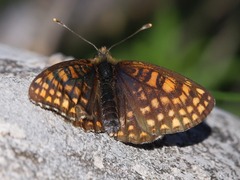 Melitaea britomartis