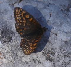 Melitaea britomartis