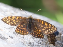 Melitaea britomartis