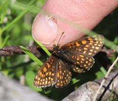 Melitaea britomartis
