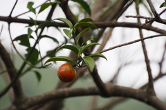 Melodinus suaveolens