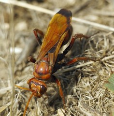 Cryptocheilus rubellus