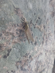 Gomphus