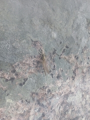 Gomphus