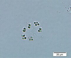 Dictyosphaerium