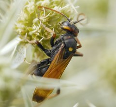 Cryptocheilus octomaculatus