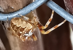 Araneus diadematus