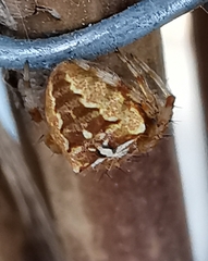 Araneus diadematus