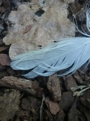 Chroicocephalus novaehollandiae