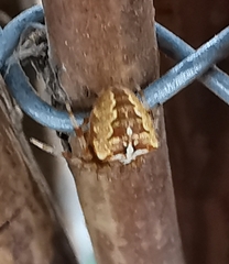 Araneus diadematus