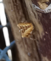 Araneus diadematus