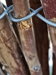 Araneus diadematus