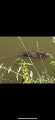 Myocastor coypus
