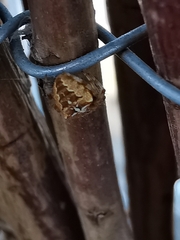 Araneus diadematus