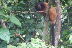 Leontopithecus caissara