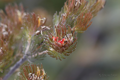 Adenanthos sericeus