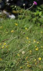 Carduus collinus