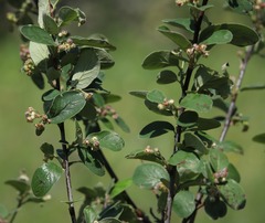 Cotoneaster tomentosus