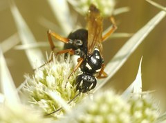 Cryptocheilus variabilis