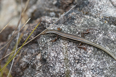 Ctenotus labillardieri