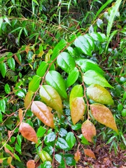 Gaultheria leucocarpa