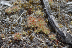 Drosera micrantha