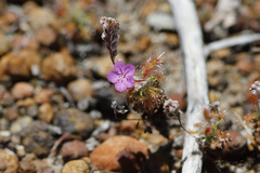 Drosera lasiantha