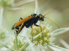 Parabatozonus lacerticida