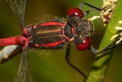 Pyrrhosoma