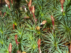 Dawsonia superba