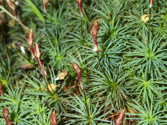 Dawsonia superba
