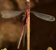 Pyrrhosoma