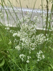 Galium mollugo