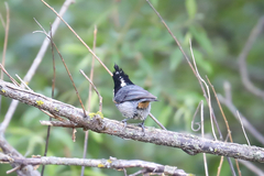 Periparus rubidiventris