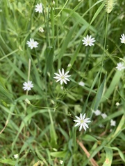 Stellaria graminea